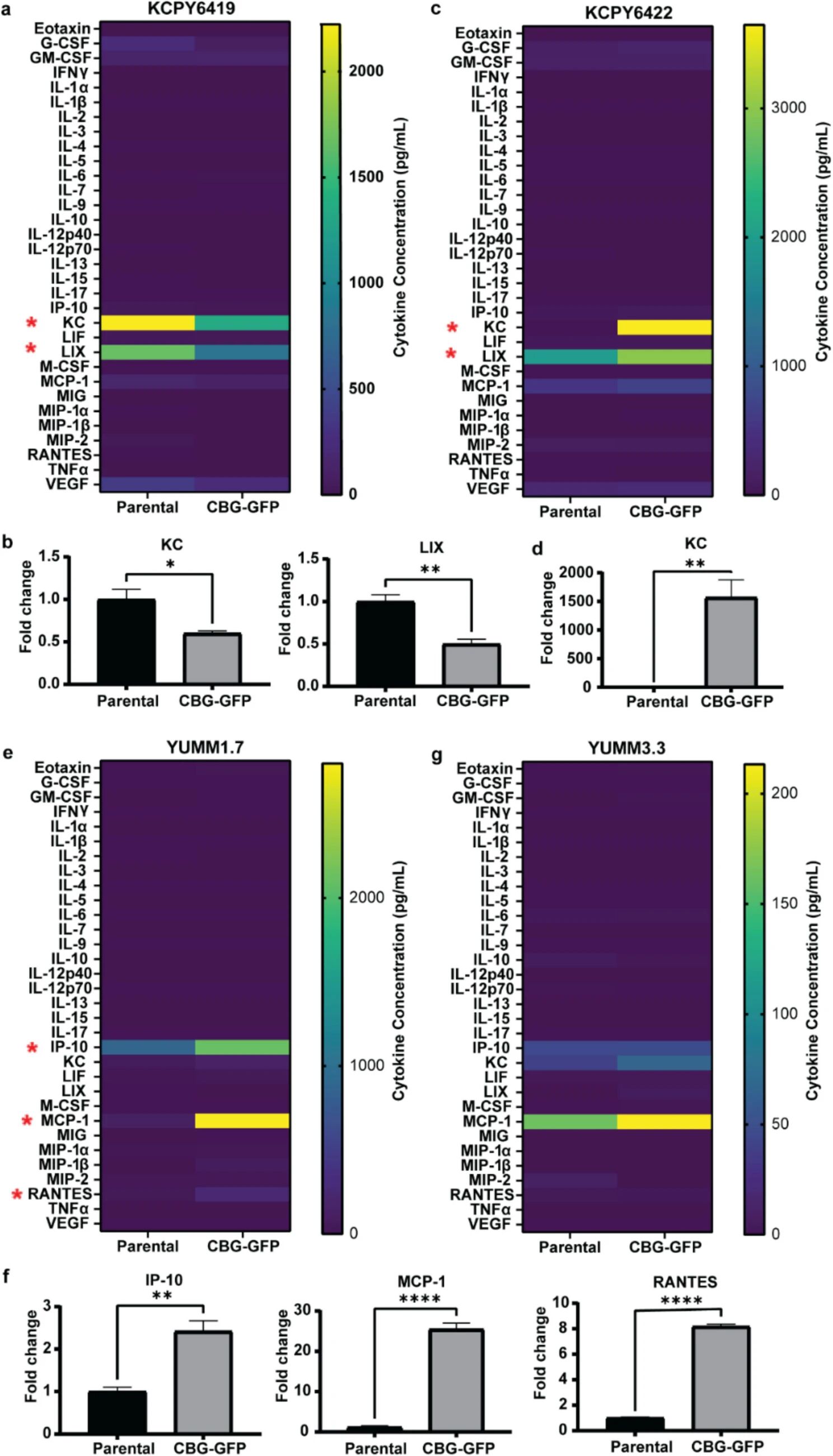 图4：CBG-GFP 报告基因对肿瘤细胞分泌型细胞因子的影响