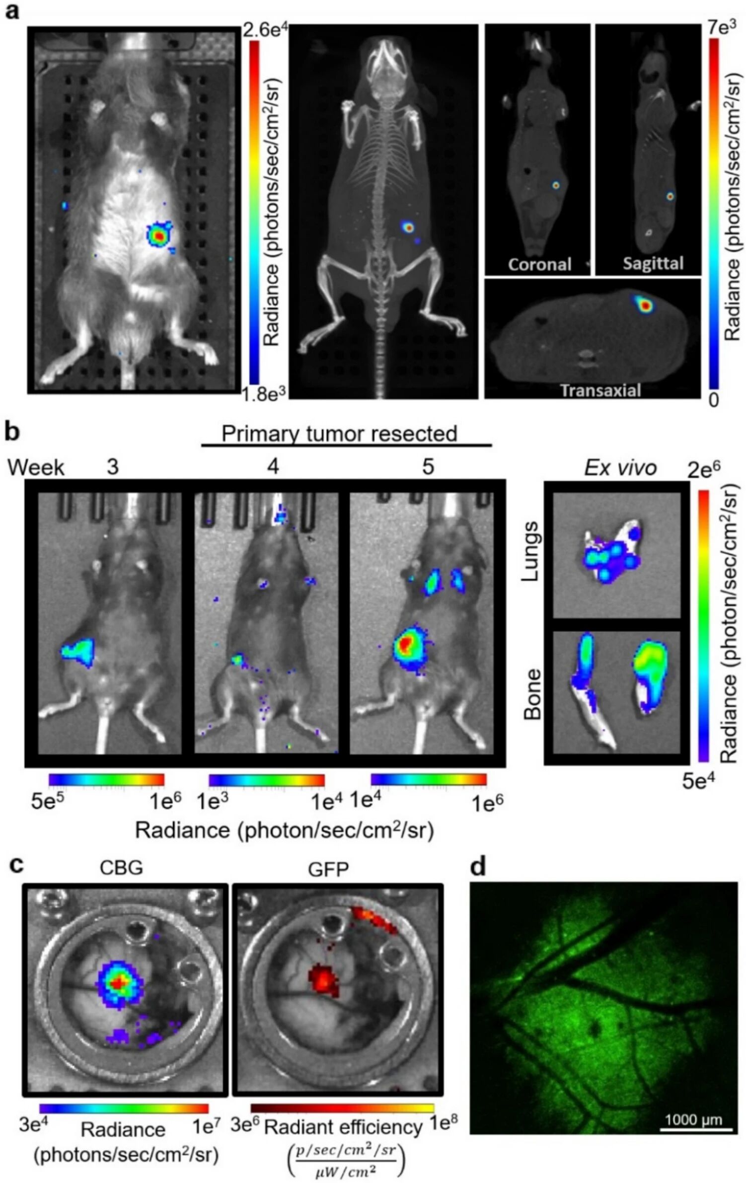 图6：CBG-GFP 报告基因的体内成像应用