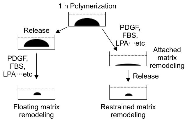 图 1：三种 3D 胶原基质模型的基质重塑差异