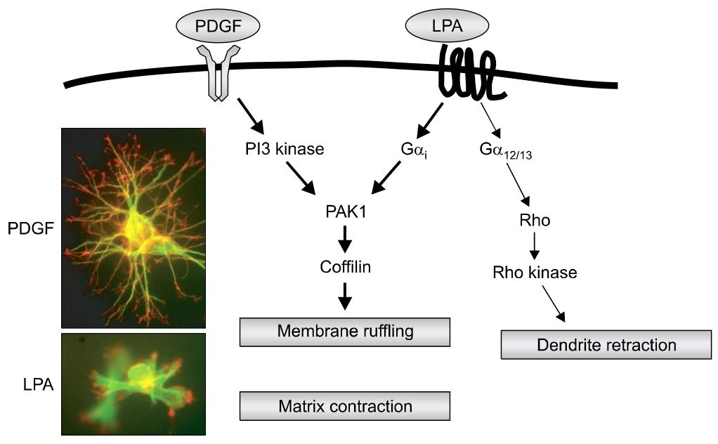 图 2：PDGF 和 LPA 诱导的信号通路与膜褶皱