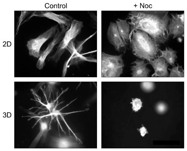 图 3：微管在 2D 与 3D 环境中对细胞铺展的作用差异