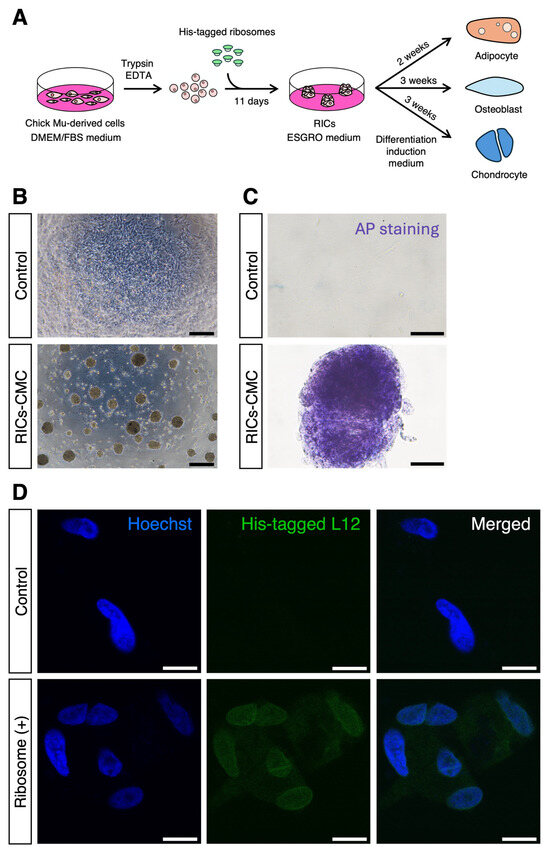 图 1：核糖体诱导鸡原代肌细胞形成多能样细胞簇