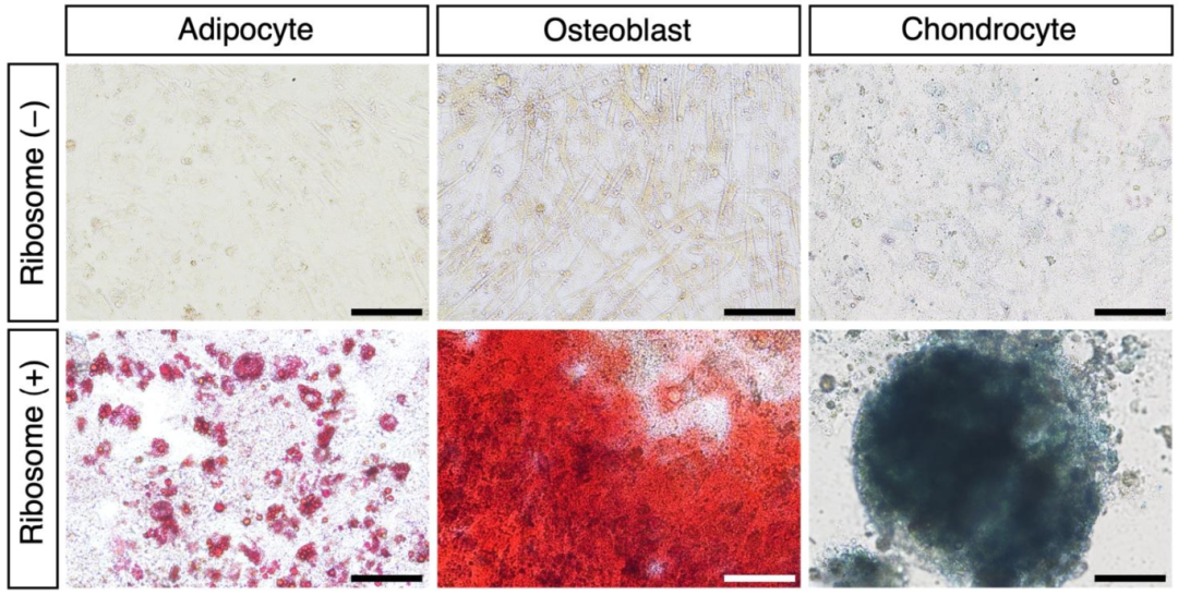 图 2：RICs-CMC 可转分化为多种中胚层谱系细胞