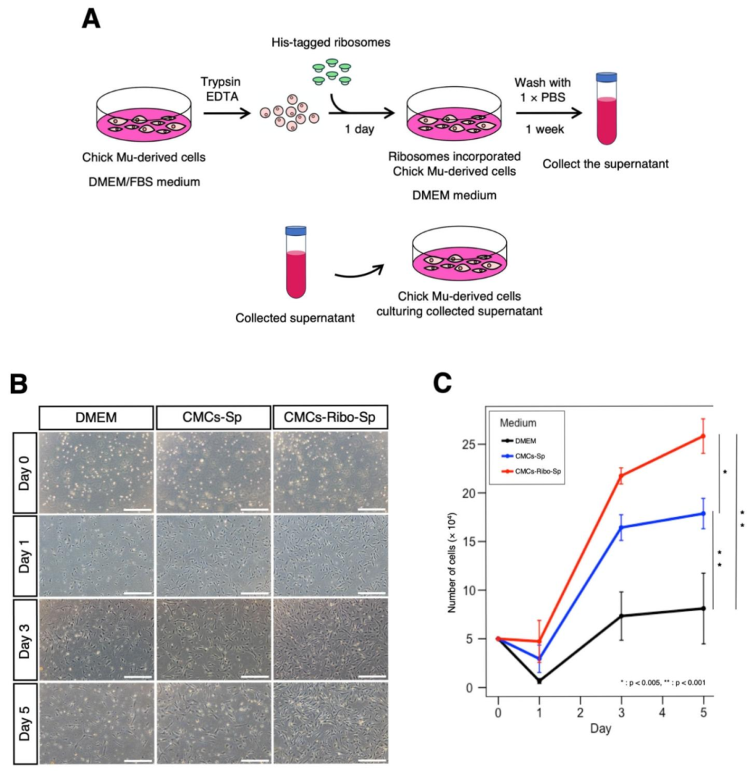 图 3：RICs-CMC 上清液显著促进鸡原代肌细胞增殖