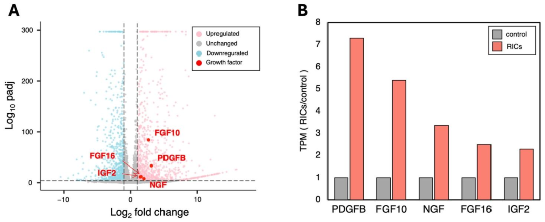 图 4：RNA-seq 揭示 RICs-CMC 高表达生长因子相关基因