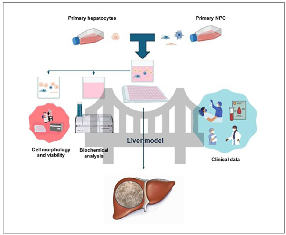 图 1：新型肝脏细胞培养系统实验流程