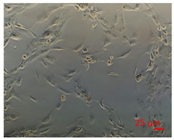 图 2：NPCs 在 Hep 培养基中形成小叶样结构