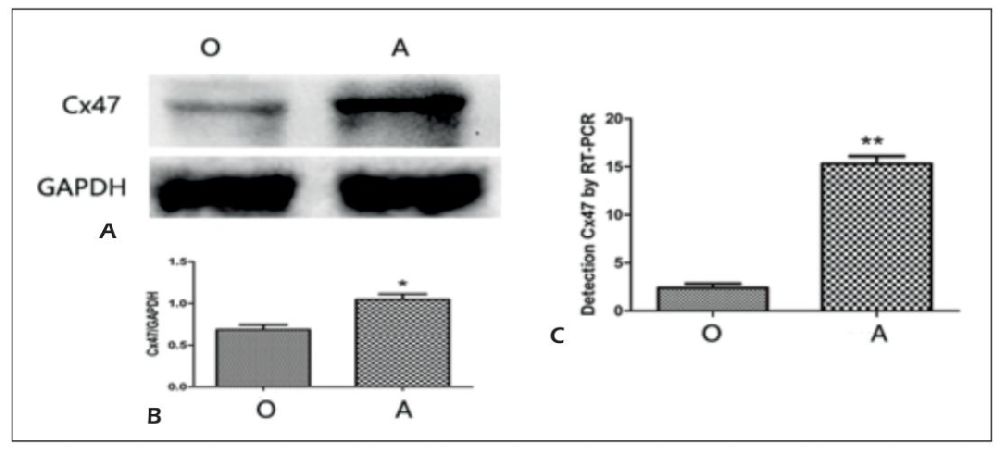 Figure 1：AST-OPC 共培养促进 OPCs 中 Cx47 表达