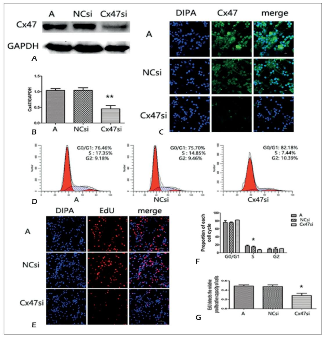 Figure 2：Cx47 干扰后 OPCs 增殖能力下降