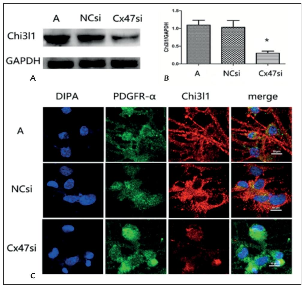 Figure 3：Cx47 干扰后 OPCs 中 Chi3l1 表达降低