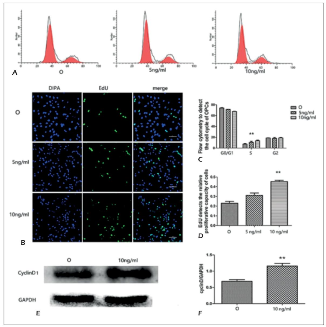 Figure 4：外源性 Chi3l1 促进 OPCs 增殖并上调 Cyclin D1