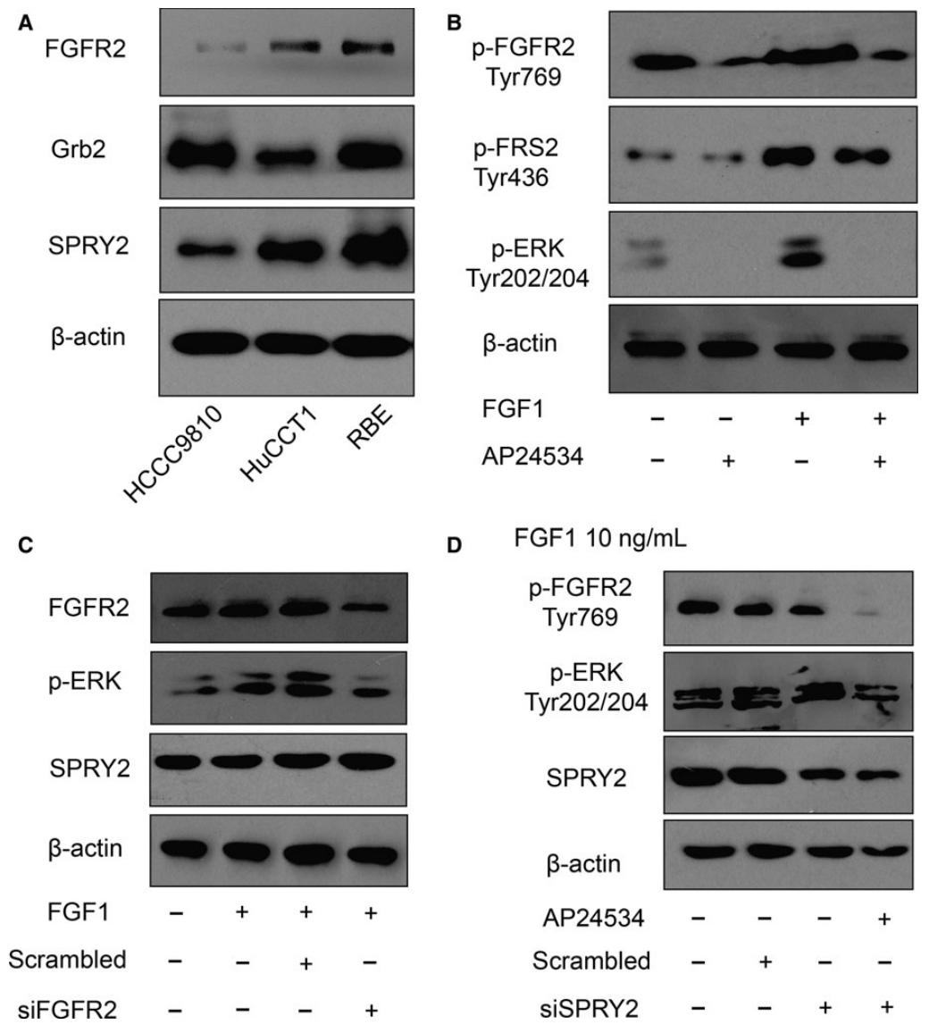 图4：SPRY2 抑制 FGFR2 诱导的 ERK 磷酸化