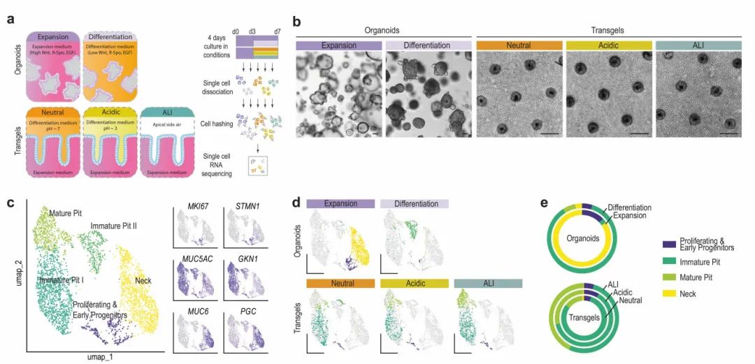 图3 利用细胞RNA测序的所有细胞的单UMAP图比较转凝胶类器官和相对基因表达值