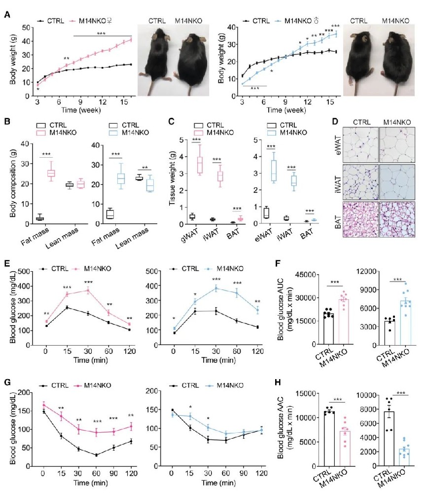 图1 胚胎下丘脑Mettl14缺失导致小鼠成年肥胖和全身葡萄糖稳态功能障碍