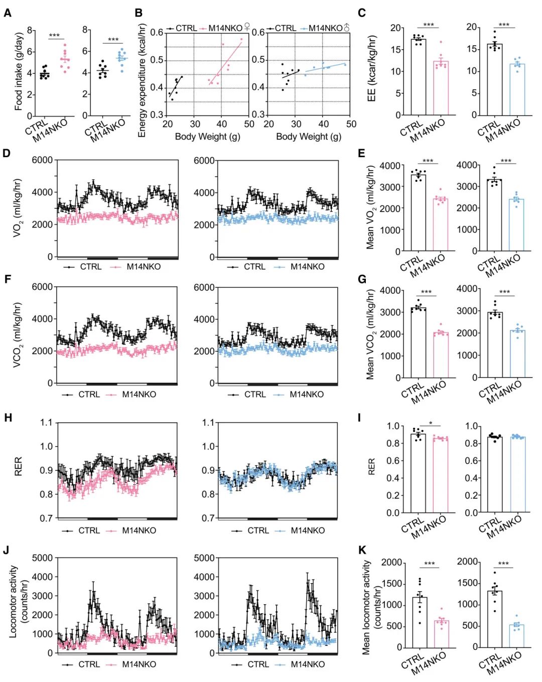 图2 胚胎下丘脑Mettl14消融导致成年小鼠能量平衡受损