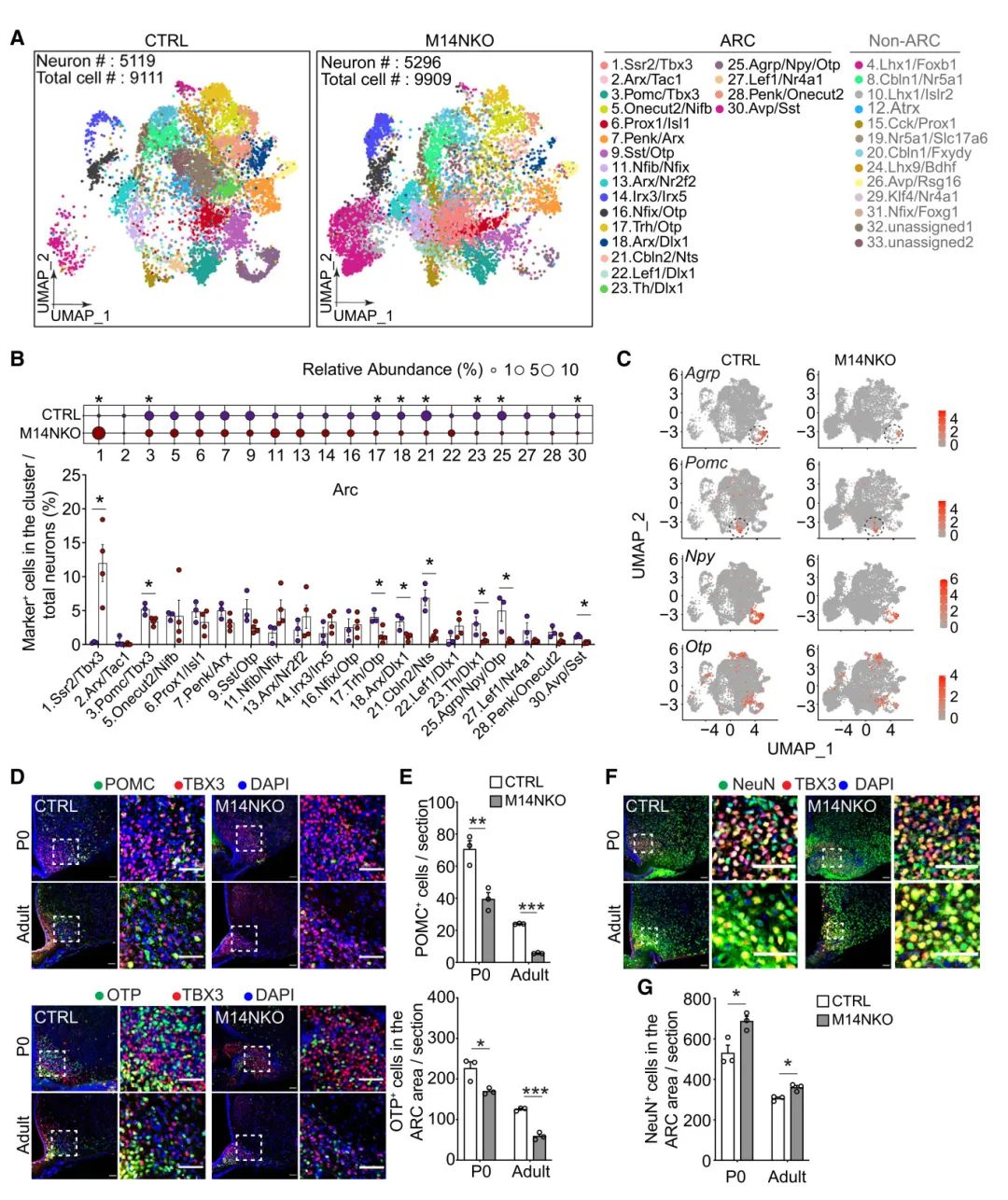 图3 胚胎下丘脑Mettl14缺失导致P0和成年小鼠弓状核中喂养相关神经元数量减少