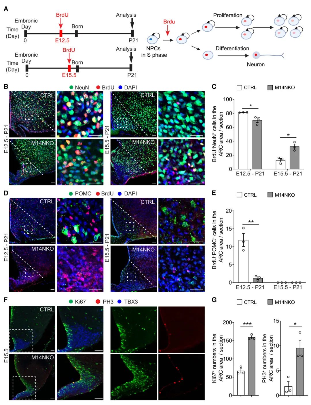 图4 胚胎下丘脑Mettl14缺失会损害了小鼠POMC+神经元的生成
