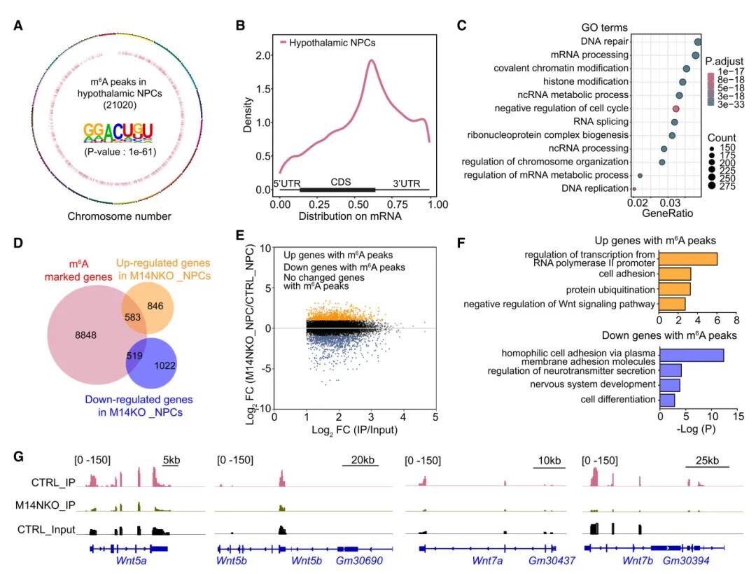 图5 小鼠胚胎下丘脑NPCs中一些m6A标记转录本的表达改变