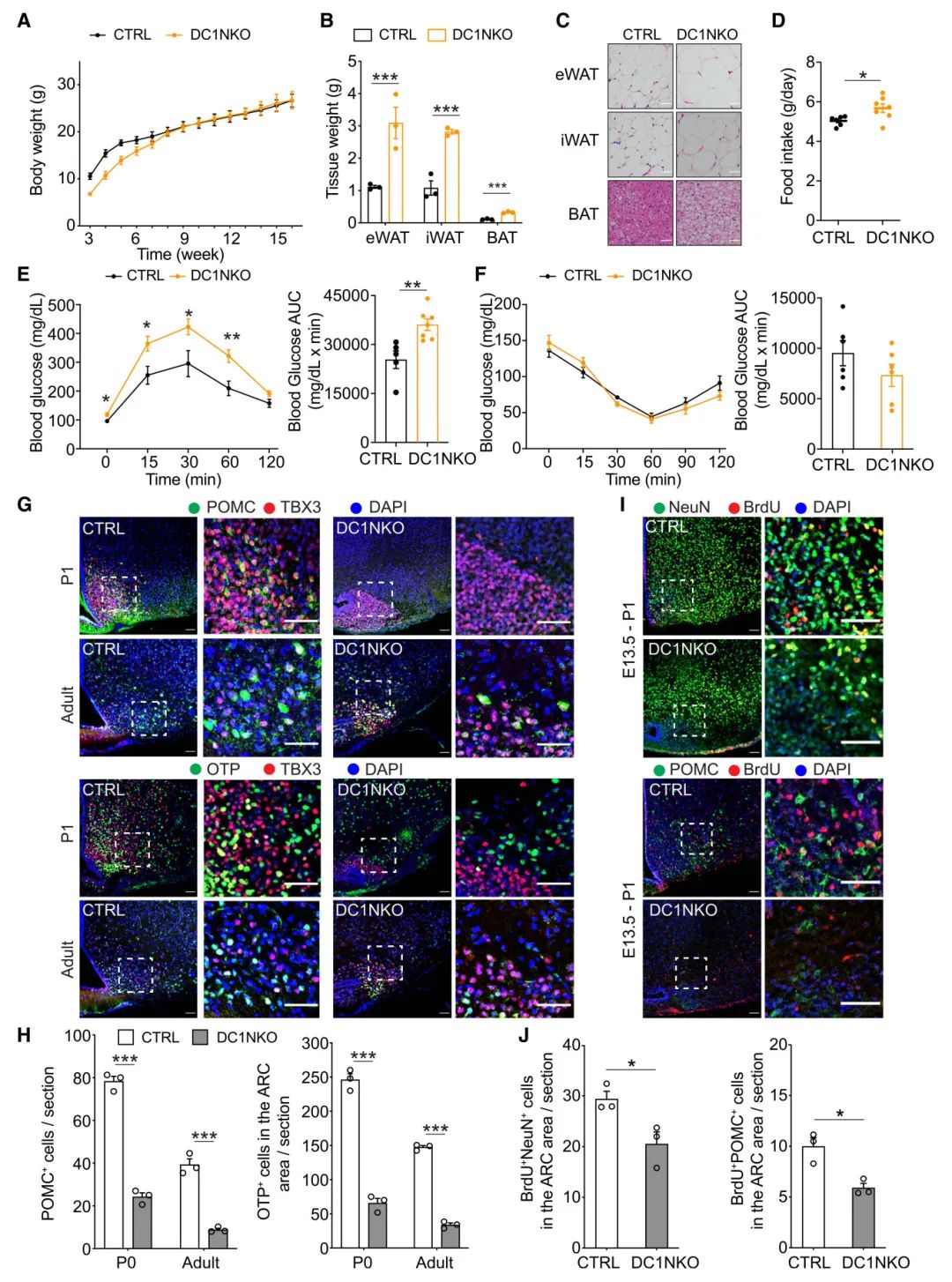 图6 胚胎下丘脑Ythdc1的缺失会损害成年小鼠的喂养相关神经元的生成，并增加脂肪的积累