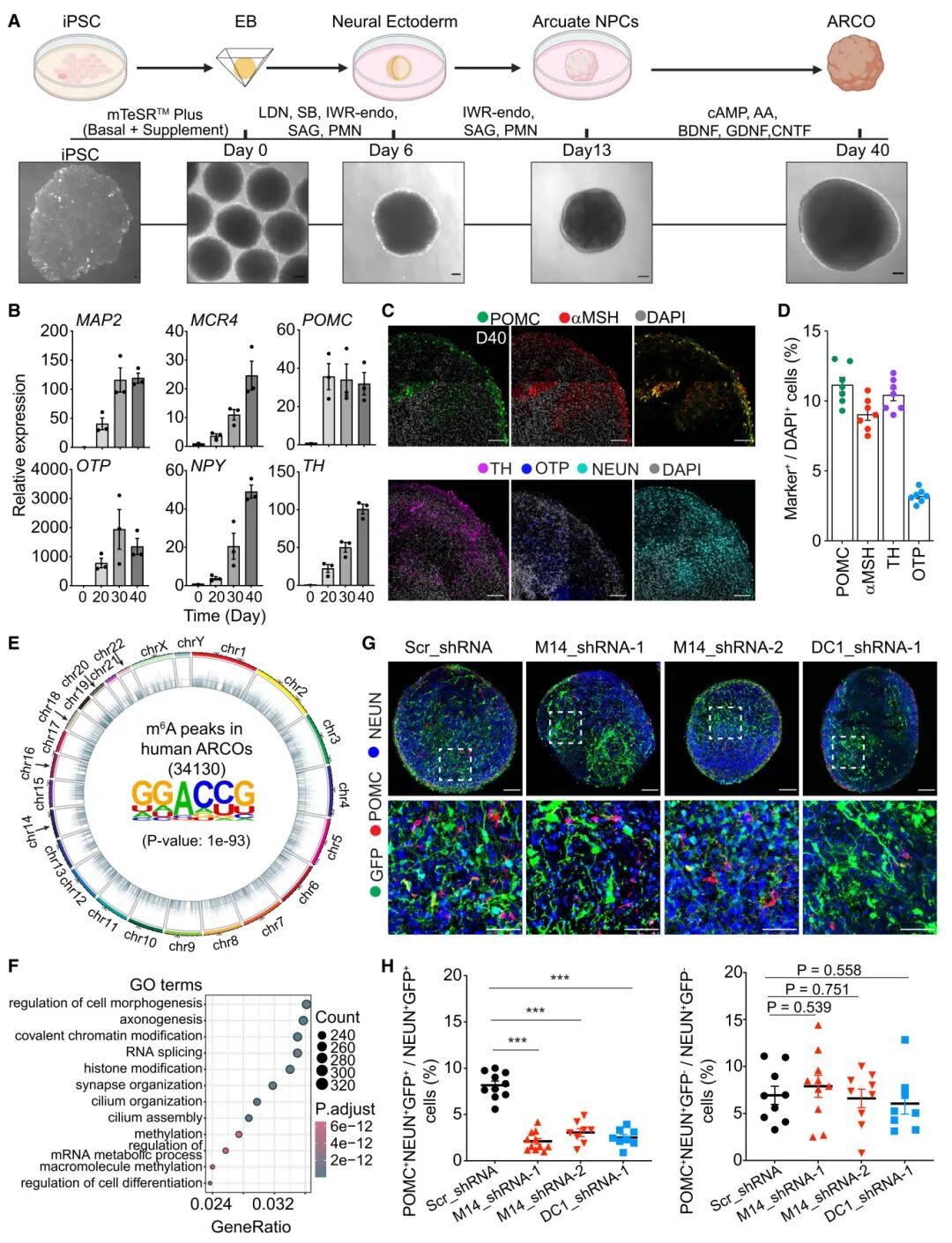 图7 m6A信号调节人类ARCOs中与进食相关神经元的生成
