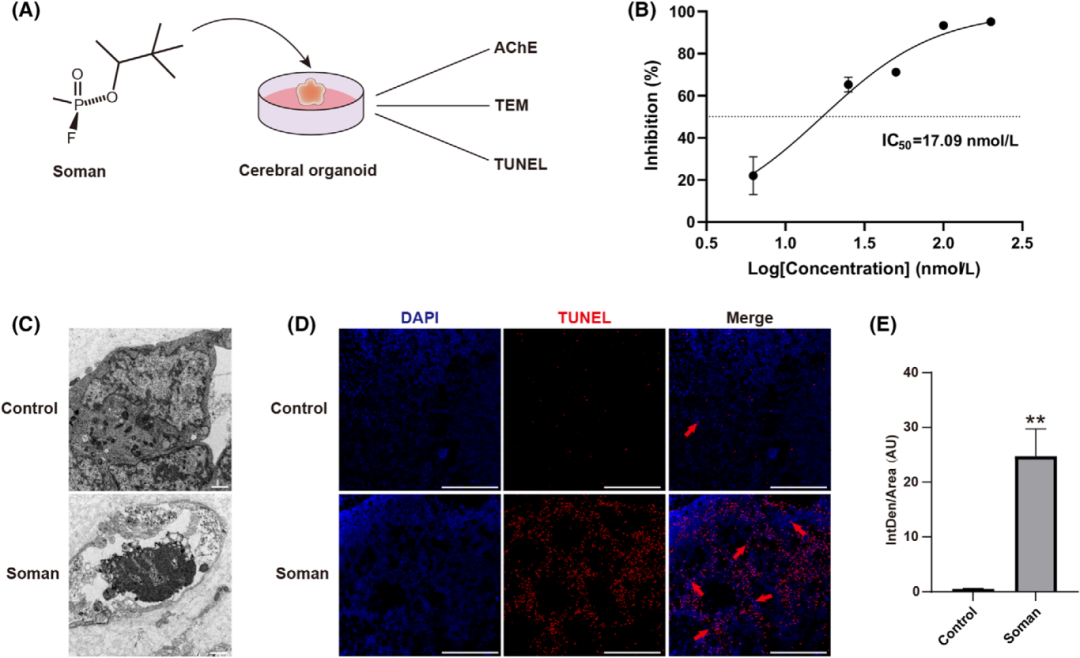 图2展示了Soman对脑类器官中乙酰胆碱酯酶(AChE)活性和细胞凋亡的影响。