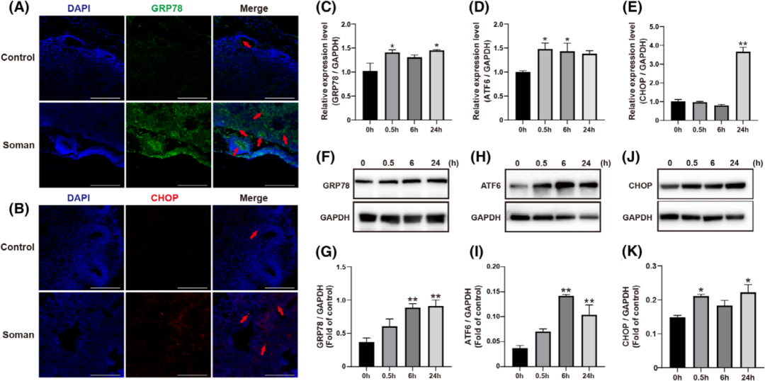 图3通过免疫荧光、qPCR和Western blot分析，证实了Soman在脑类器官中激活了内质网应激。