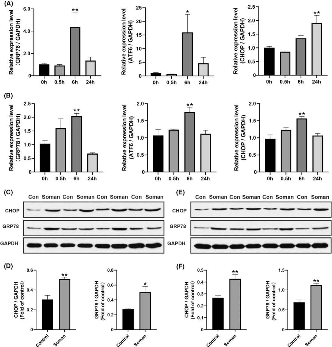 图5通过qPCR和Western blot分析，证实了Soman在大鼠海马和纹状体中诱导了内质网应激。