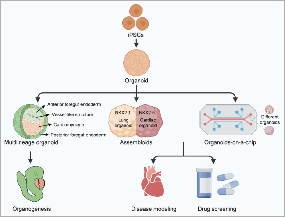 该图1展示了基于人类诱导多能干细胞(hiPSC)衍生的二维(2D)和三维(3D)模型在研究心脏与其他器官相互作用中的应用。