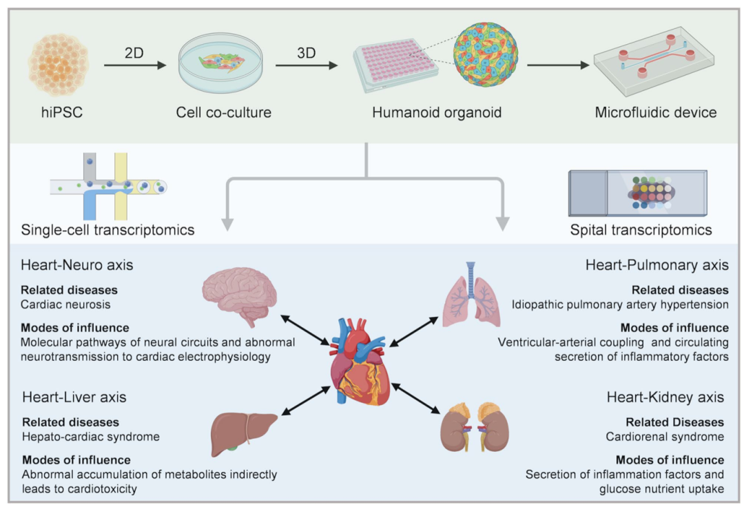 图2概述了使用hiPSC衍生的2D细胞共培养系统、3D类器官和微流体芯片技术在心-器官相互作用研究中的最新进展。