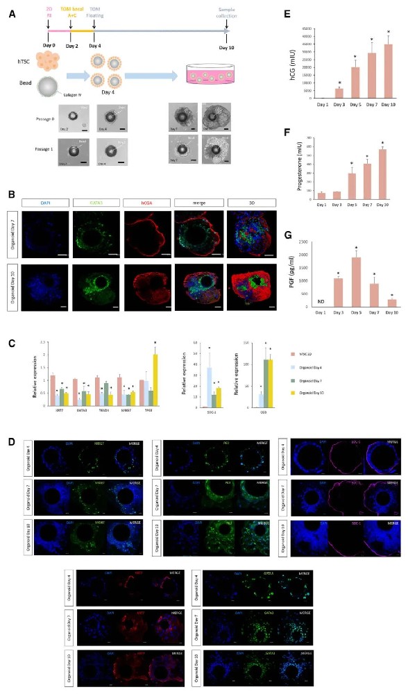 图1 hTSC细胞顶端外滋养层类器官培养的建立