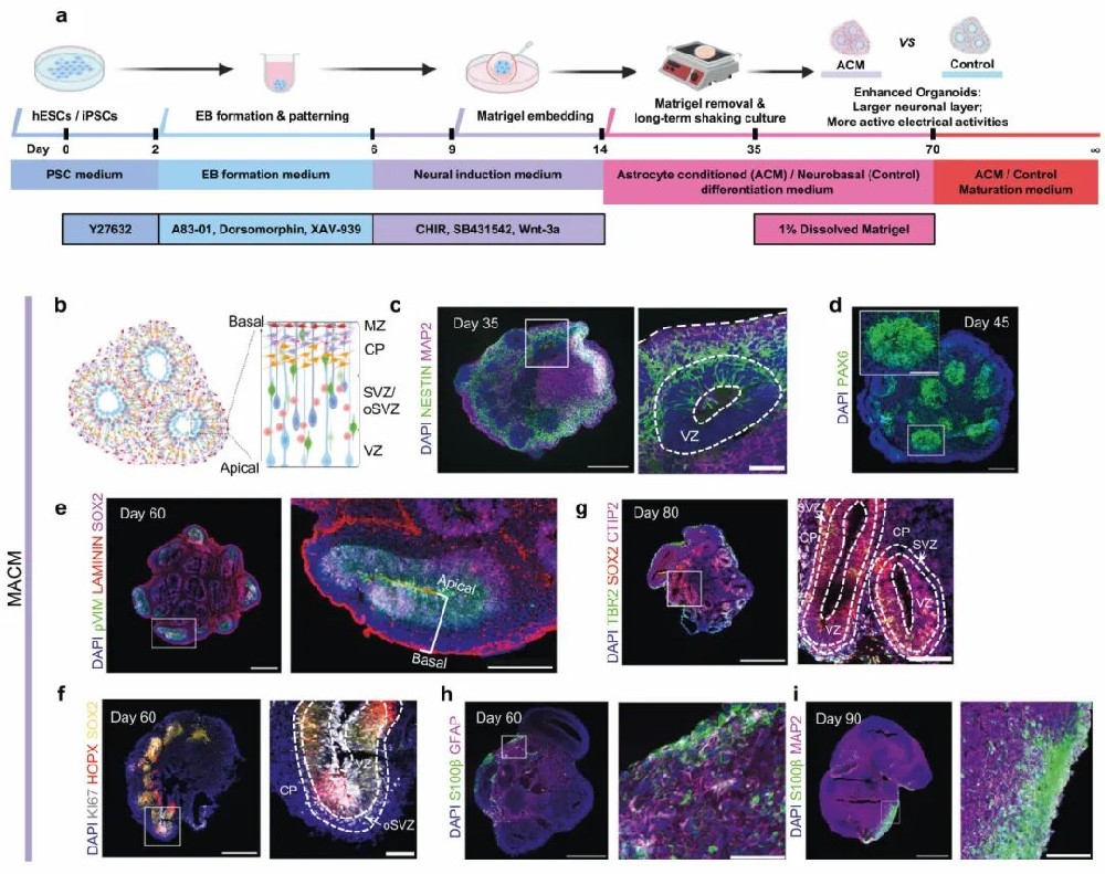 图1用小鼠星形胶质细胞条件培养基(MACM)处理的前脑类器官的生成和表征