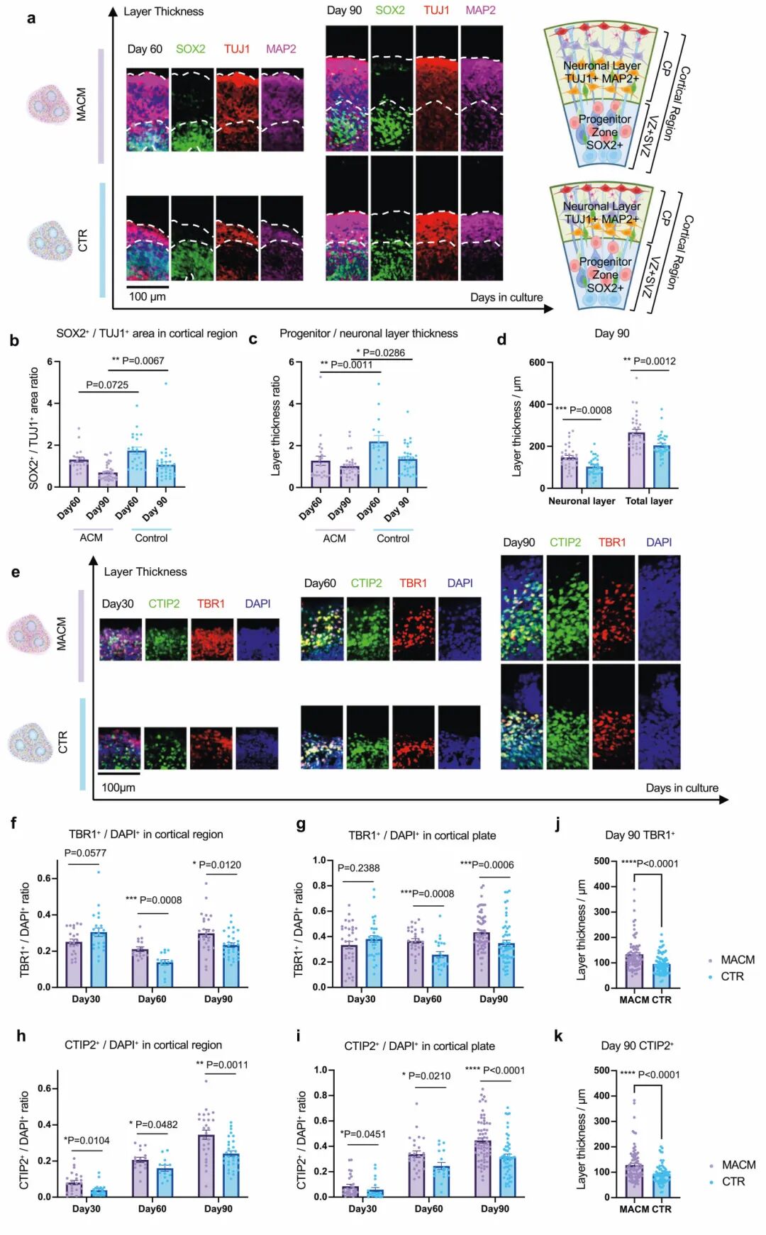 图2 MACMOs在长期培养后，神经元层增厚，深层神经元增加