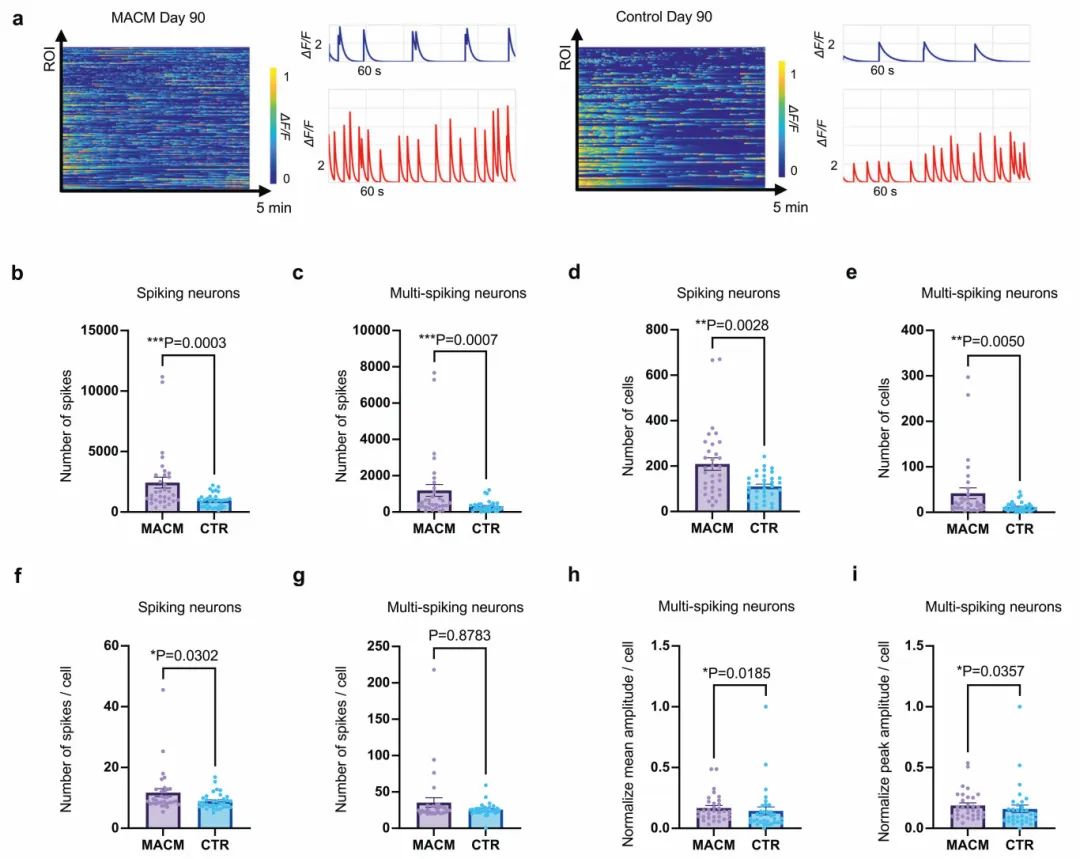 图4 通过钙成像的功能分析显示MACMOs的活跃神经活动增加