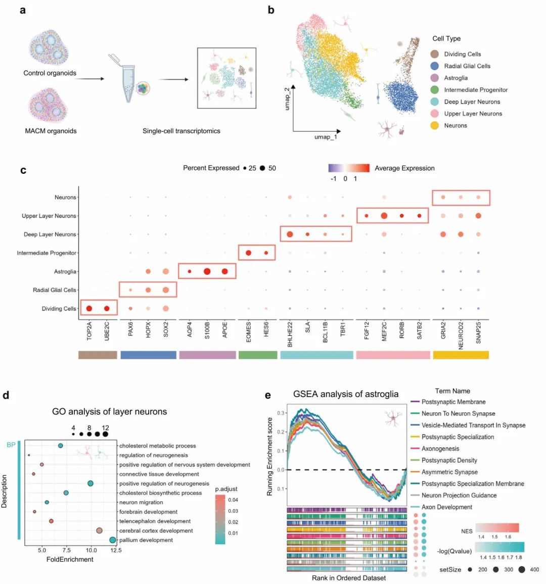 图5 第90天MACMO和对照类器官的单细胞转录谱分析