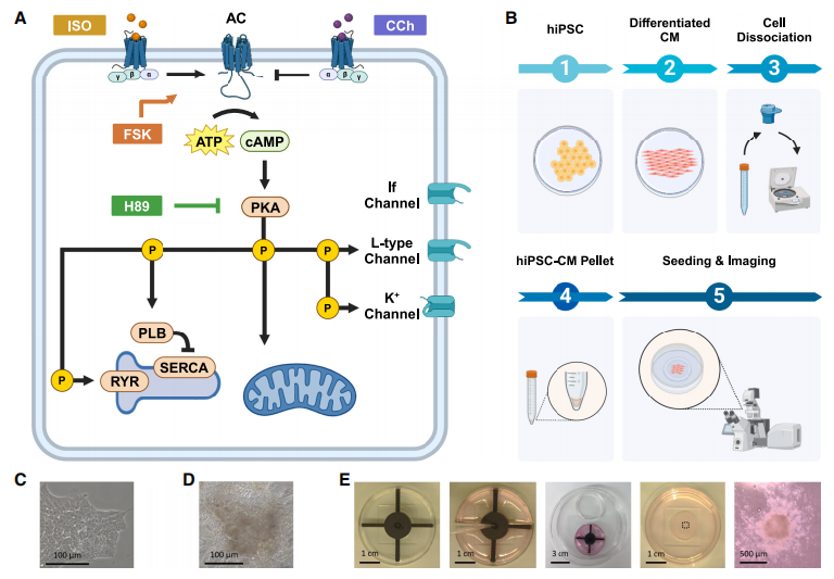 图1展示了研究的整体实验流程，包括hiPSCs分化为心肌细胞(CMs)并形成心脏类器官的过程，以及用于测量PKA活性的荧光共振能量转移(FRET)探针的示意图。
