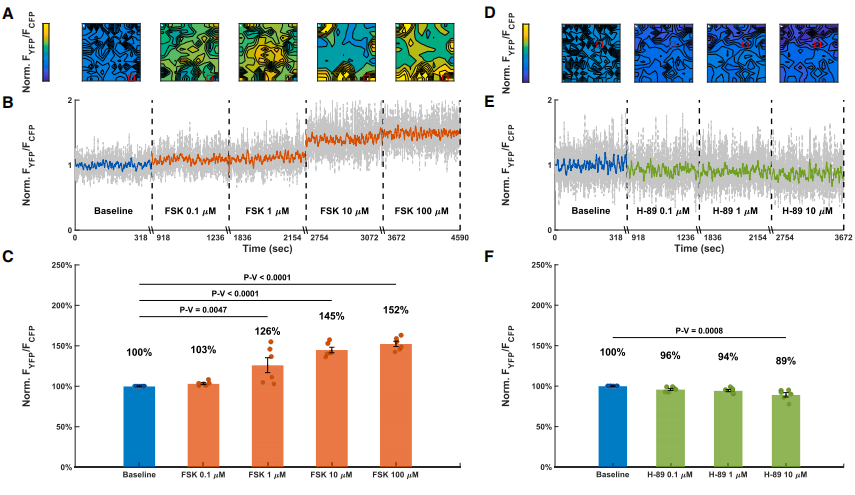 图2展示了心脏类器官在不同浓度forskolin和H-89处理下的YFP/CFP荧光信号热图，表明PKA活性随药物浓度变化而变化。