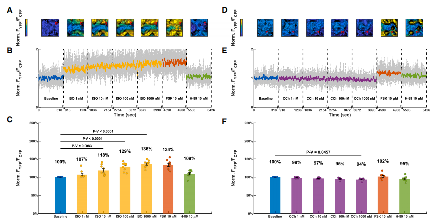 图3展示了心脏类器官在不同浓度isoproterenol(交感神经刺激)和carbachol(副交感神经刺激)处理下的YFP/CFP荧光信号热图。