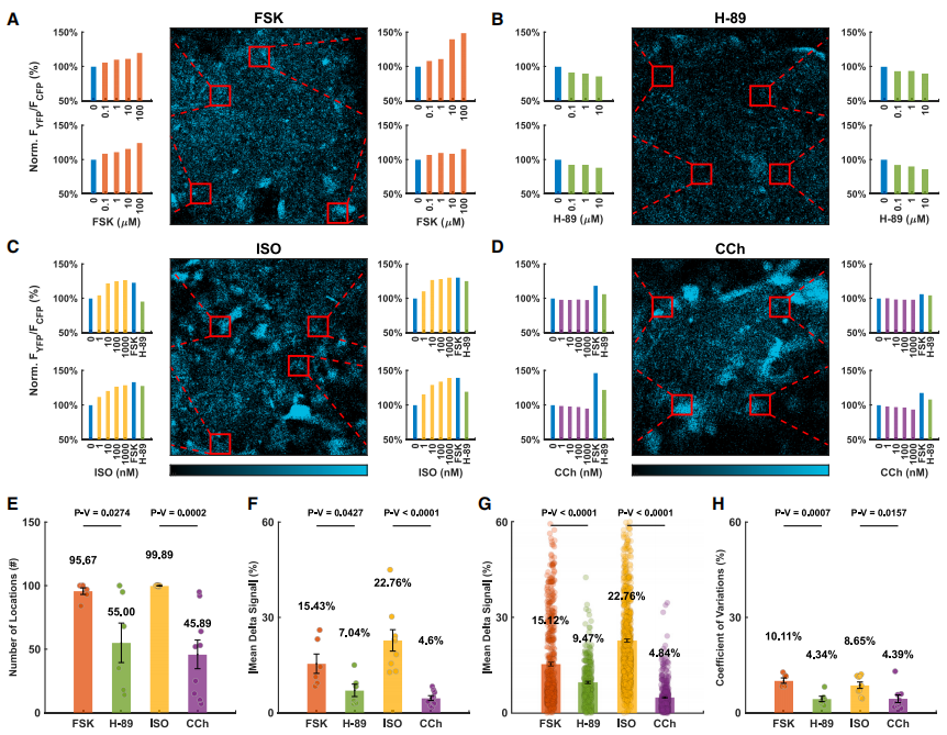 图5展示了心脏类器官在不同药物处理下的局部YFP/CFP信号变化，表明PKA活性在类器官内的空间分布具有异质性。
