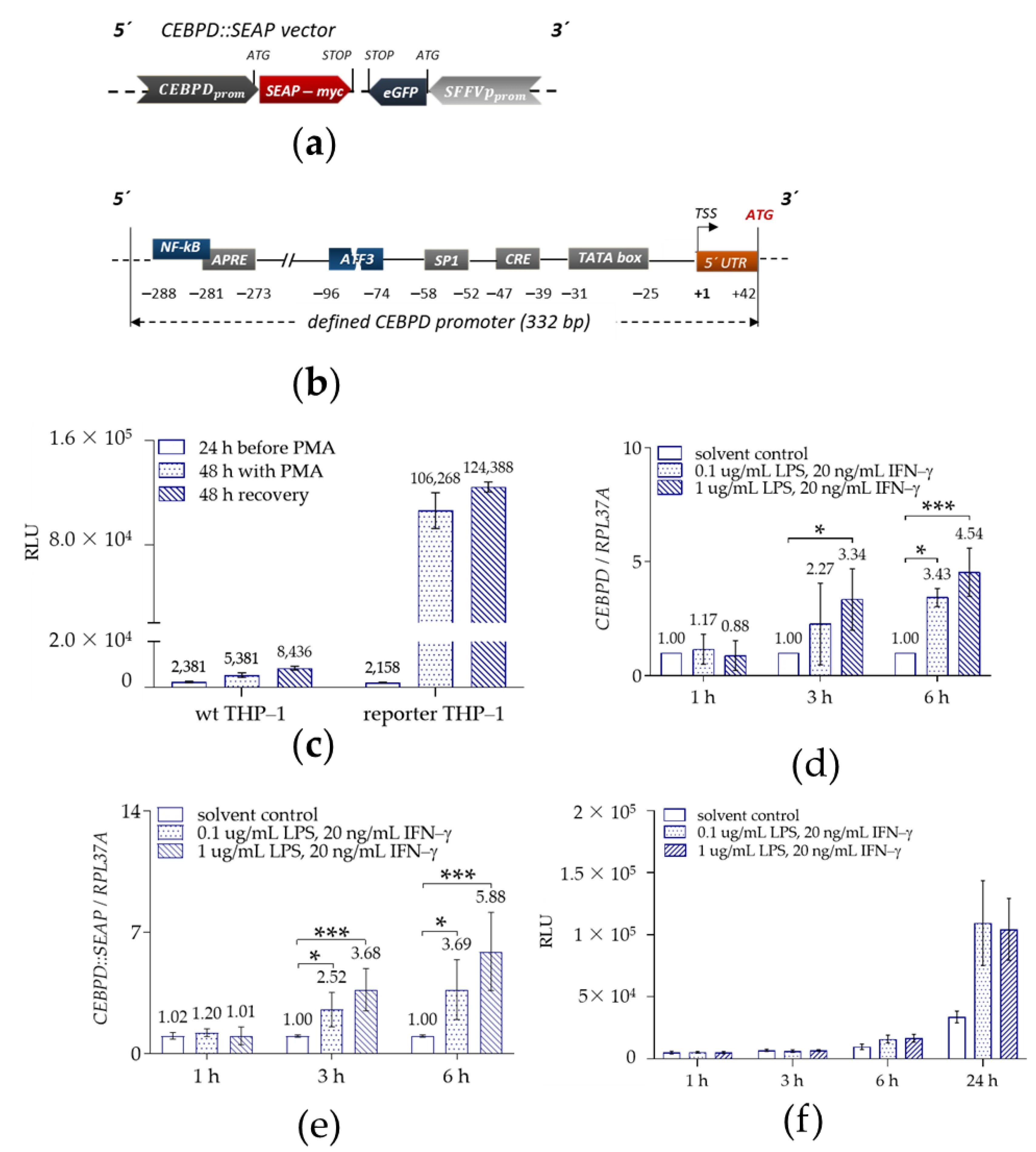 图 2：THP-1::CEBPD::SEAP 报告基因巨噬细胞系的有效性验证