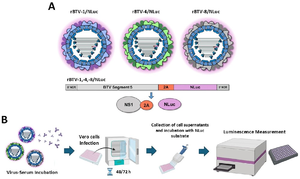 图 1：重组报告病毒构建与 NLuc-based 中和试验流程