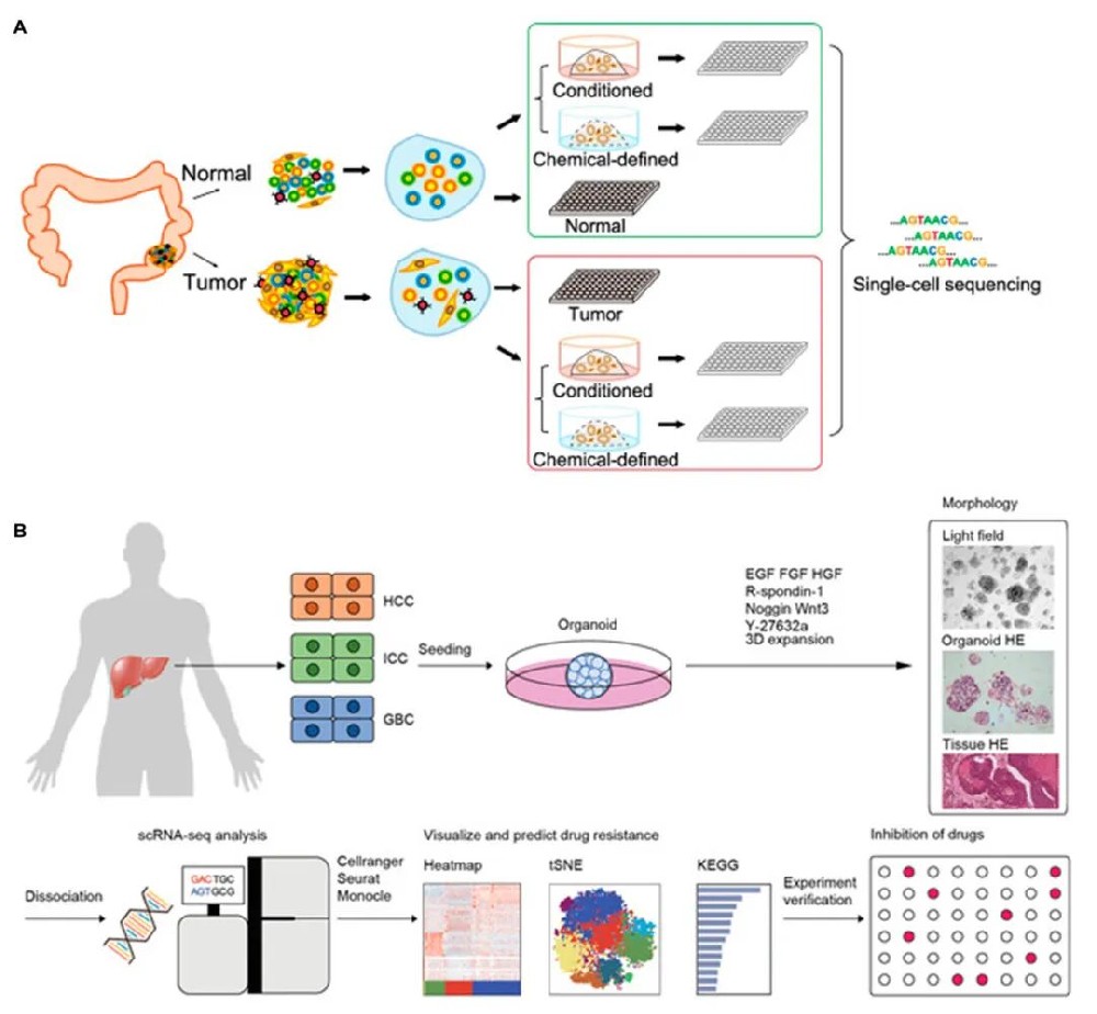 图,单细胞测序技术在类器官研究中的应用