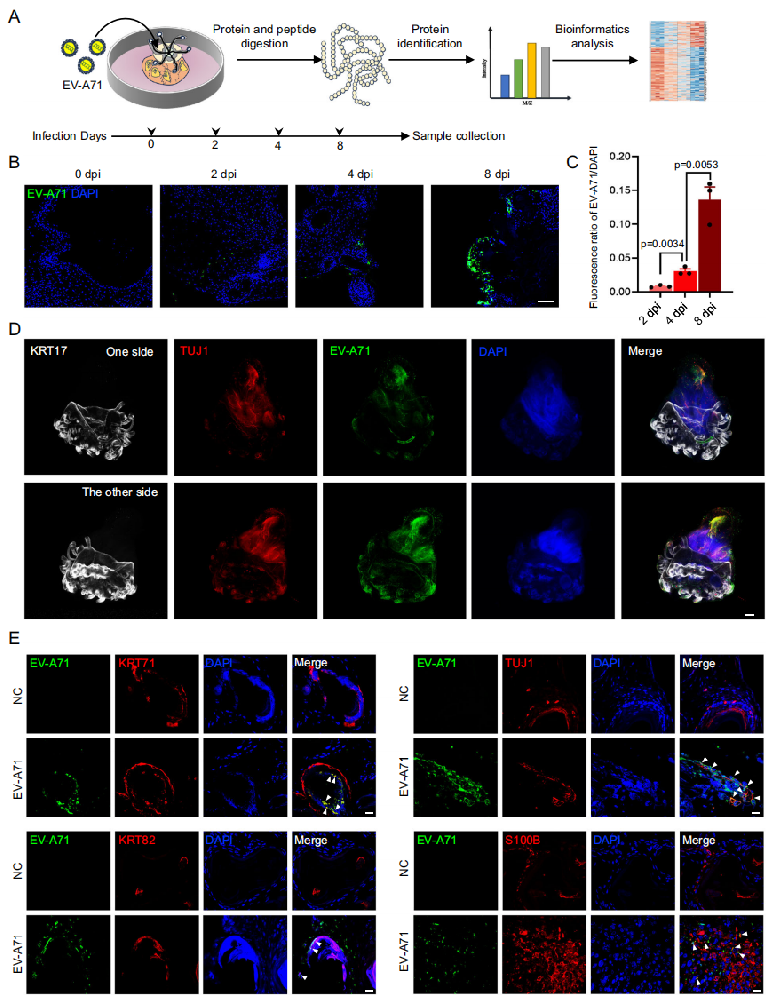 图1展示了hiPSC-SOs作为EV-A71感染模型的研究结果。