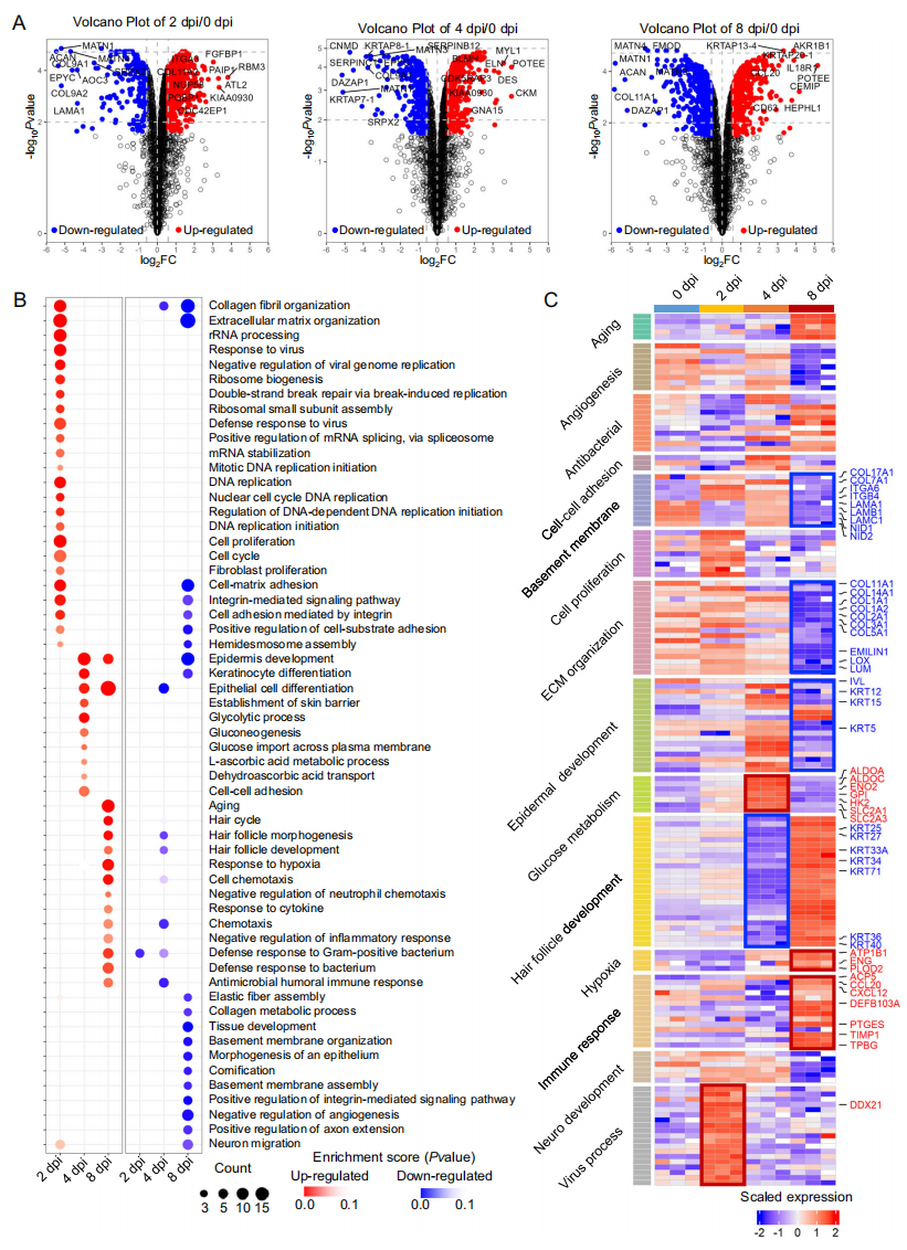 图2揭示了EV-A71感染不同时间点的分子特征。