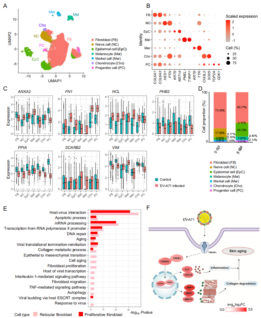 图3展示了EV-A71感染对成纤维细胞的影响。