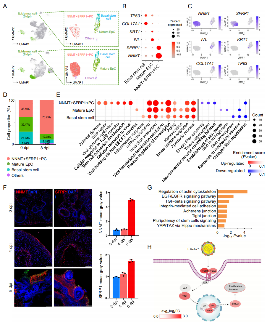 图4揭示了EV-A71感染后NNMT+SFRP1+前体细胞数量近乎翻倍。