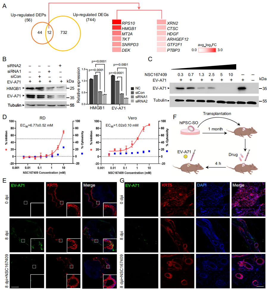 图5展示了HMGB1抑制剂对EV-A71复制的抑制作用。