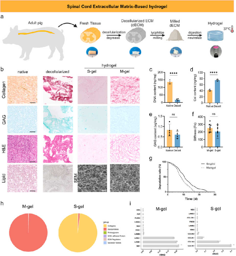 图1展示了从猪脊髓组织制备脱细胞水凝胶(S-gel)的全过程，包括提取、脱细胞、脱脂、冻干、研磨、胃蛋白酶消化和碱中和等步骤。