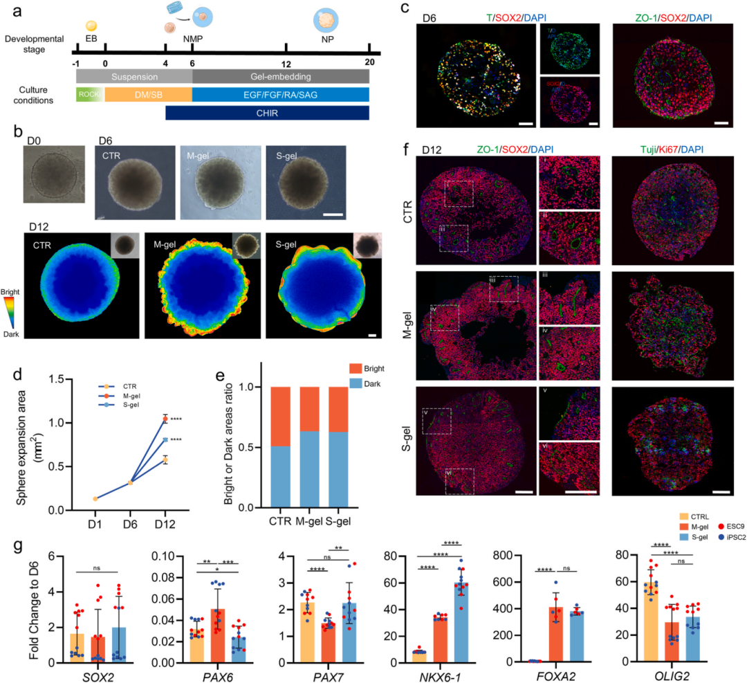 图2对比了无凝胶嵌入(CTR)、Matrigel嵌入(M-gel)和S-gel嵌入对脊髓类器官(SCOs)神经上皮扩展和神经祖细胞身份识别的影响。