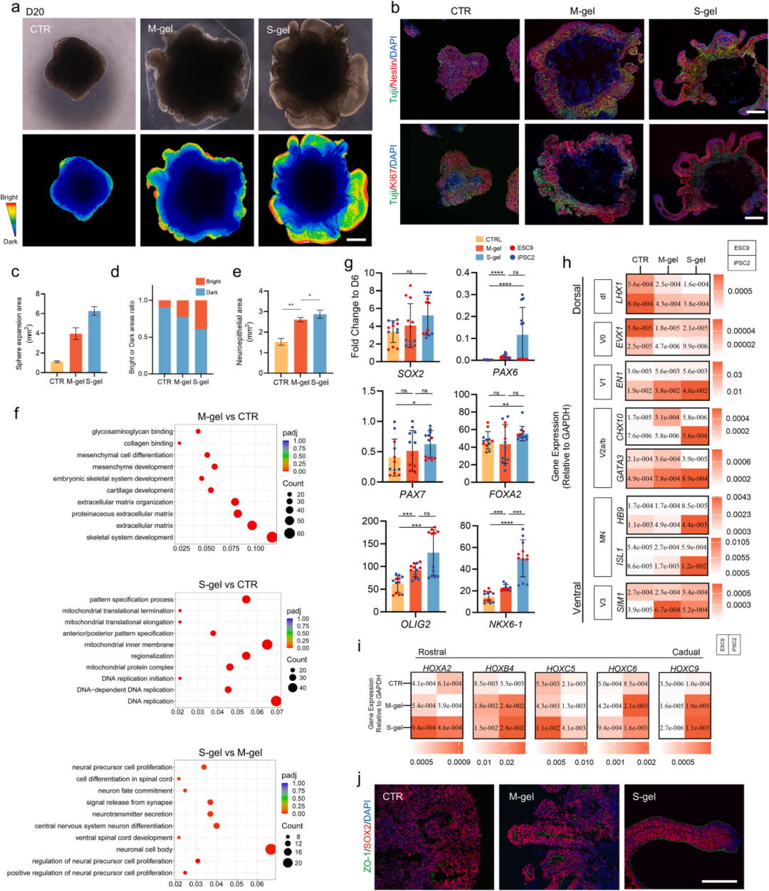图3通过延长凝胶嵌入时间至20天，观察了其对SCOs神经上皮扩展和模式的影响。
