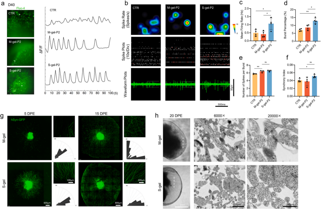 图5通过钙成像、多电极阵列记录和透射电镜分析，评估了凝胶嵌入对SCOs神经元成熟和轴突生长的影响。